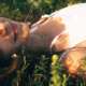 Young girl wearing a white dress resting in a grassy field surrounded by small flowers with a peaceful expression