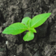 Small green plant with several fresh leaves emerging from the soil, illustrating healthy plant growth and the importance of fertile earth