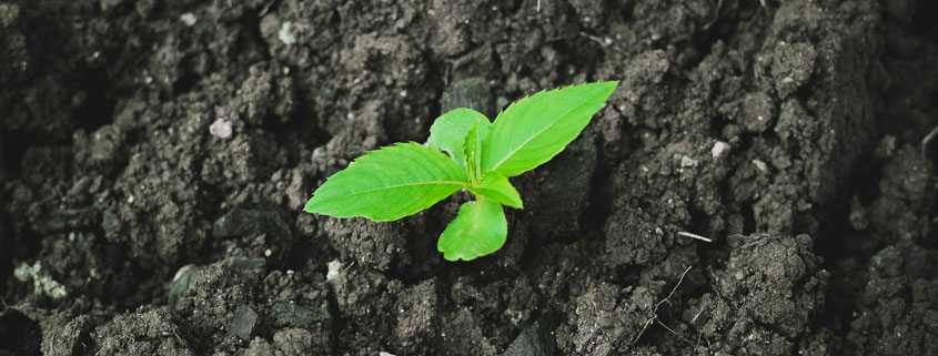 Small green plant with several fresh leaves emerging from the soil, illustrating healthy plant growth and the importance of fertile earth